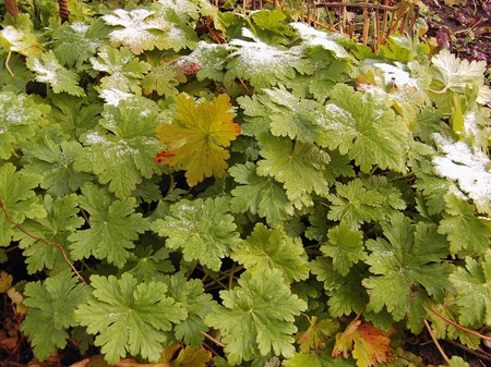 Перший сніг